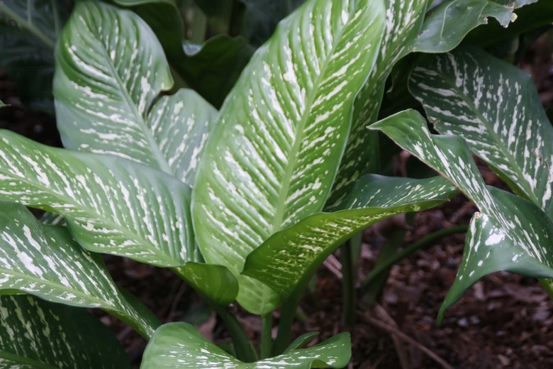 A close-up of some Rudolph Roehrs spotted dumbcane (Dieffenbachia maculata 'Rudolph Roehrs') plants.