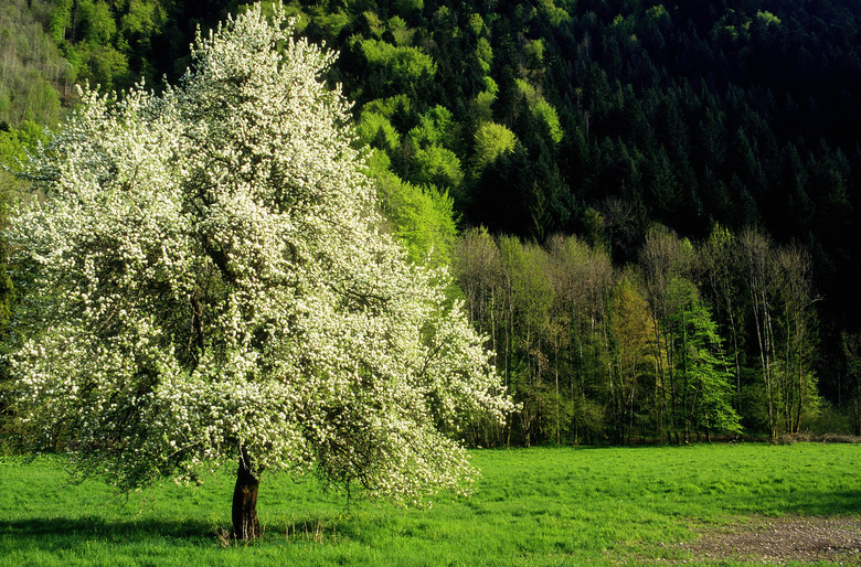 Flowering tree