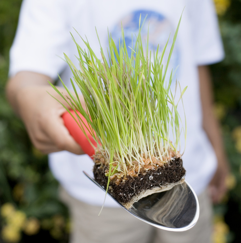 Man holding grass on trowel