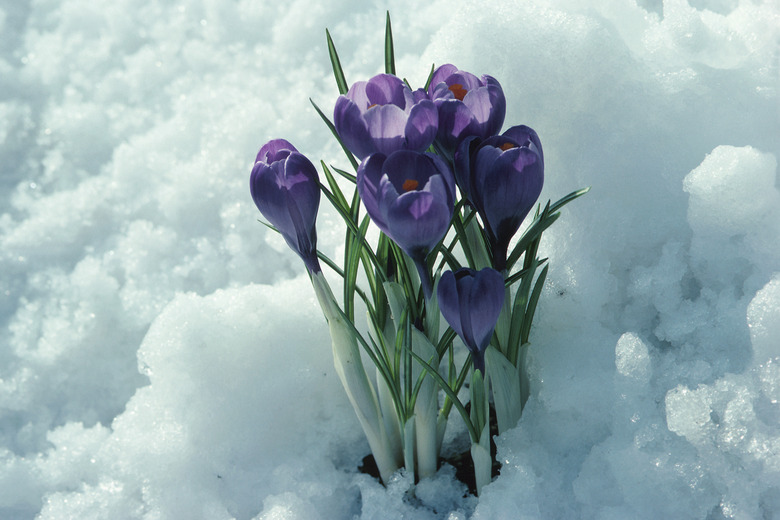 Purple crocus thriving in snow