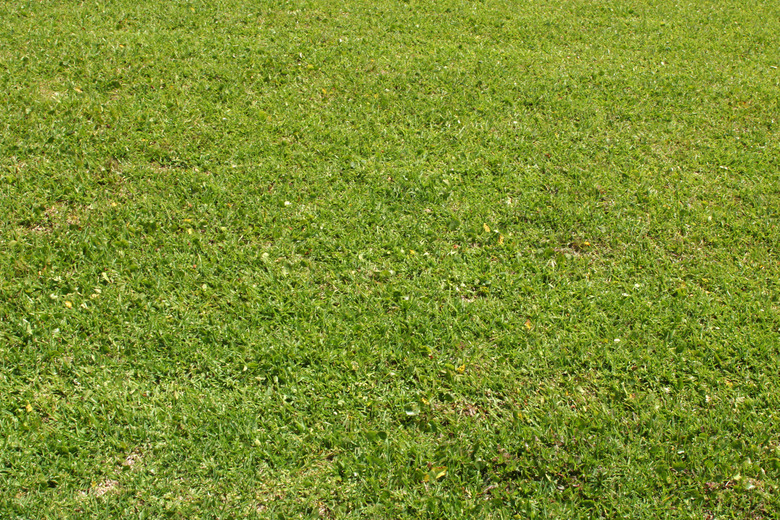 Grass background