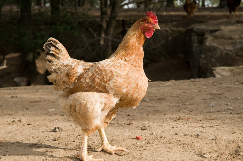 Chicken on farm