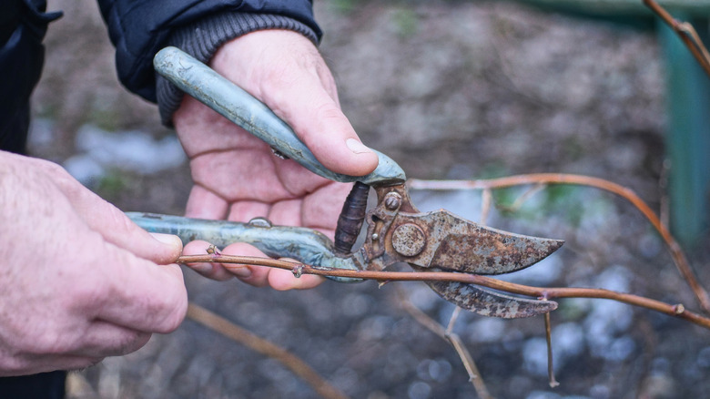 A gardener attempts to use rusty, dull shears.