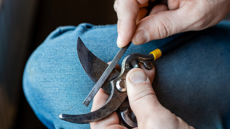 A person sharpens shears with a file.