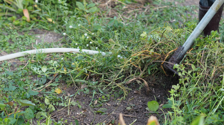 someone is using a hoe to dig up weeds in her yard or garden