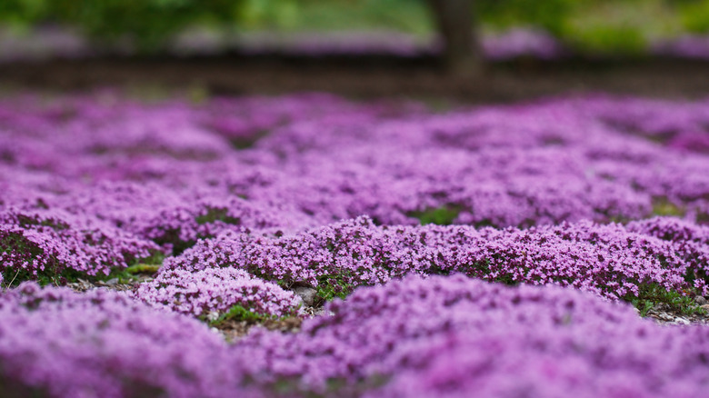 Creeping thyme blooms with beautiful purple flowers.