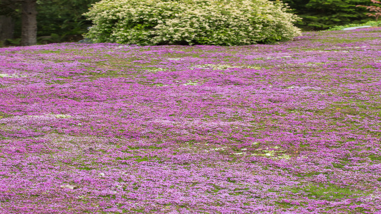 A grass lawn has been replaced with creeping thyme.