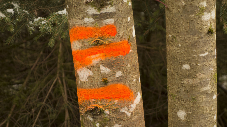 Three horizontal orange lines painted on a tree mark the boundary of a forest.